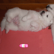 麦麦之萌萌系类