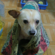 旺福脱衣展